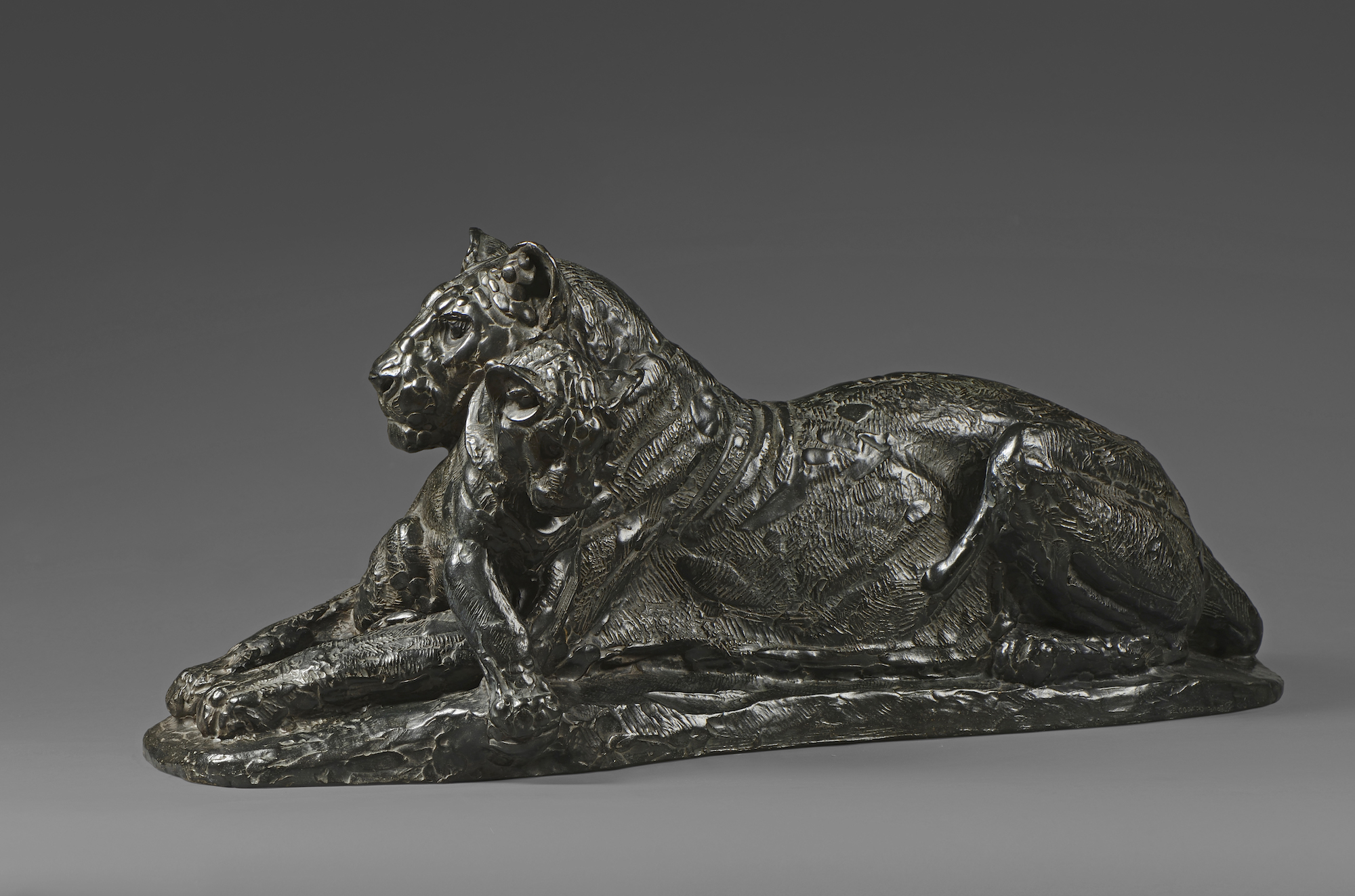 Lionne et son lionceau. 1946.