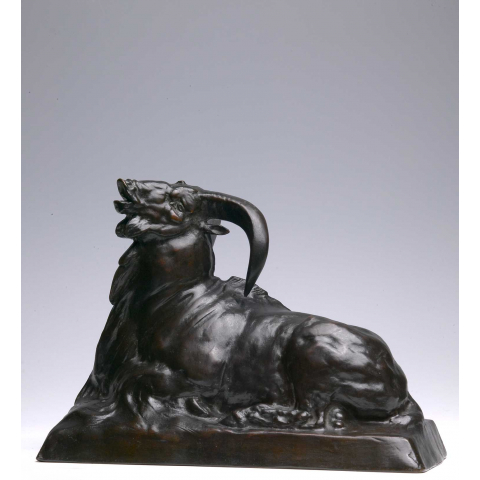 Mouflon 1904