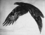 Paul JOUVE (1878-1973) - Aigle en plein vol