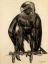 Paul JOUVE (1878-1973) - Aigle à l'aile cassée.1927.