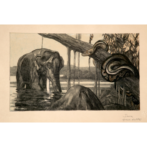 Éléphant et python