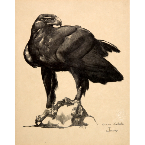 Aigle sur un rocher