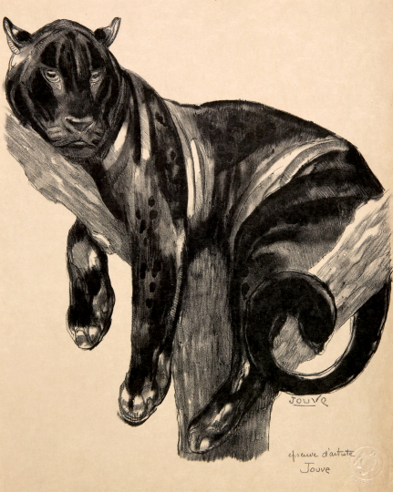 Paul JOUVE (1878-1973) - Panthère branchée