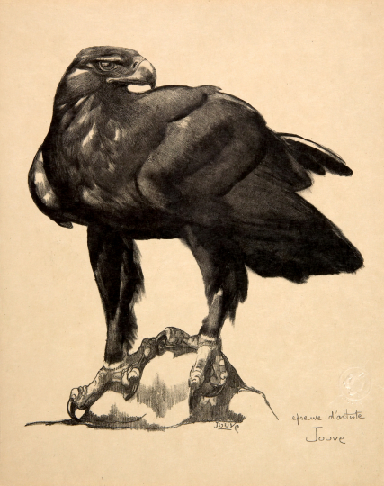 Paul JOUVE (1878-1973) - Aigle sur un rocher