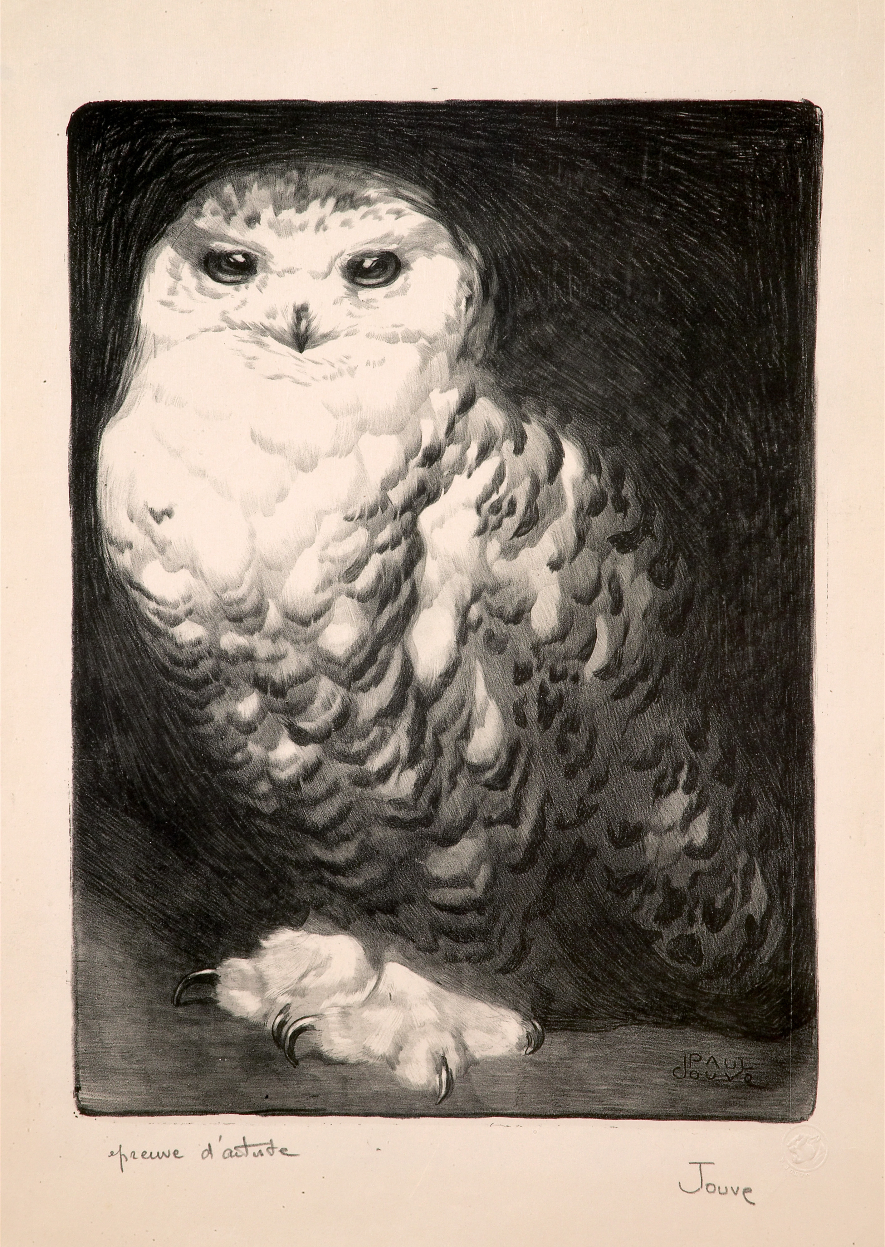 Snaw Harfang 1911
