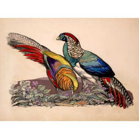 Two pheasants. 1955