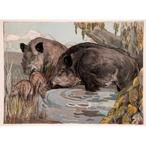 Wild boar, sow and young wild boars 1958
