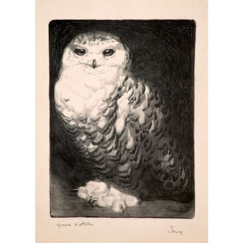 Snaw Harfang 1911
