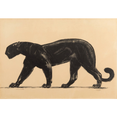 Panthère noire marchant. Vers 1922.