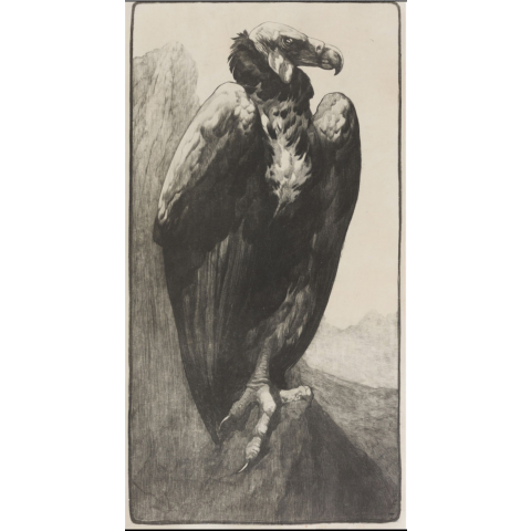 Vautour chauve. C 1910