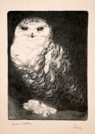 Paul JOUVE (1878-1973) - Harfang des neiges 1911
