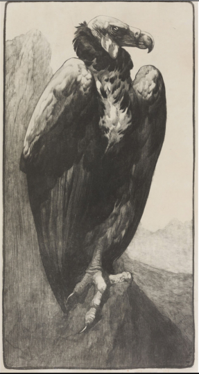 Paul JOUVE (1878-1973) - Vautour chauve. C 1910