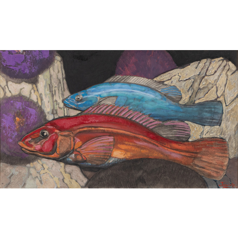Poissons des Bermudes. 1956.