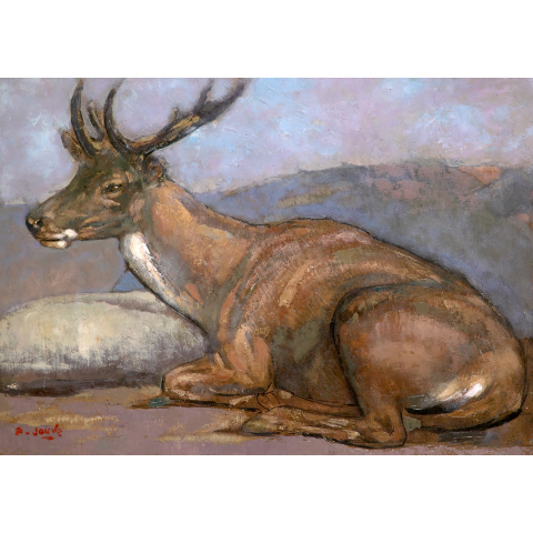 Cerf couché. Vers 1955.