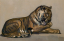 Paul JOUVE (1878-1973) - Tigre couché se léchant la patte, vers 1922
