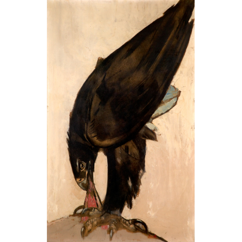Aigle de Verreau sur sa proie. Vers 1922.