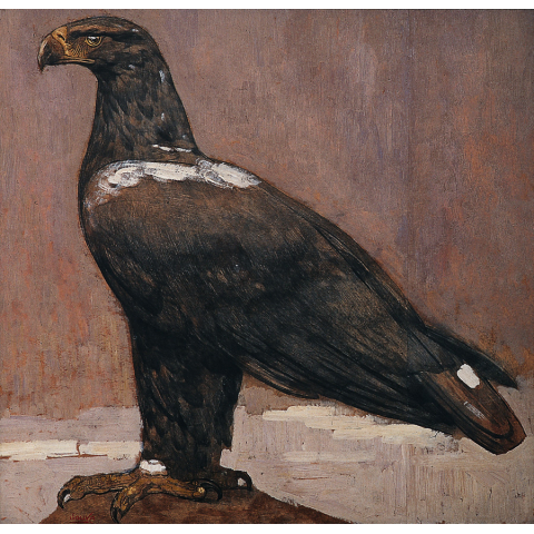 Aigle royal de profil. Vers 1920.
