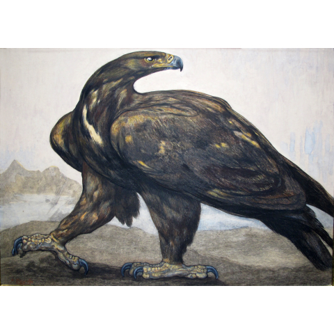 Aigle se retournant, vers 1913.