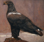 Paul JOUVE (1878-1973) - Aigle royal de profil. Vers 1920.