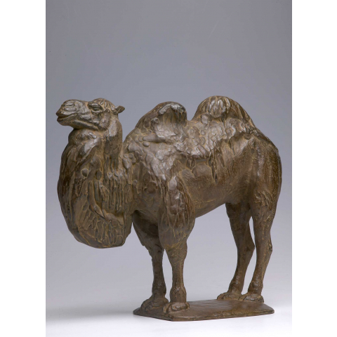 Camel, C 1909.
