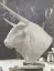 Paul JOUVE (1878-1973) - Tête de taureau. 1937. (1)