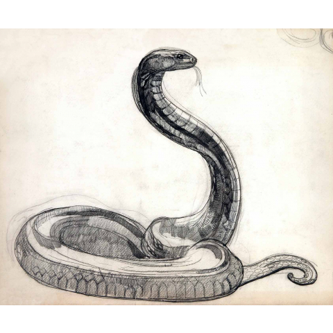 Snake reared up, 1924