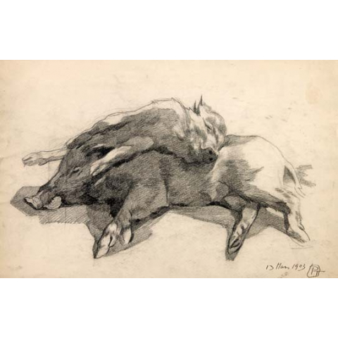 Two dead pigs, 1903