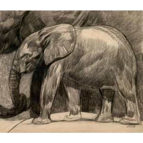 Baby elephant, 1927