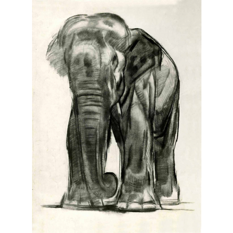 Éléphant, vers 1930