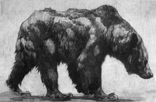 Paul JOUVE (1878-1973) - Brown bear, 1907
