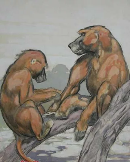 Paul JOUVE (1878-1973) - Babouins