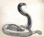 Paul JOUVE (1878-1973) - Snake reared up, 1924