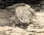 Paul JOUVE (1878-1973) - Crocodile, C1910.