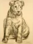 Paul JOUVE (1878-1973) - Le chien Bibine, vers 1948.