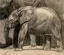 Paul JOUVE (1878-1973) - Éléphanteau, 1928.