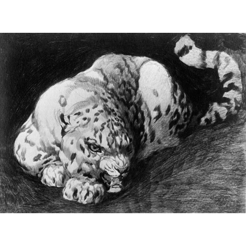 Snow leopard, 1907