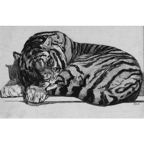 Tigre couché.