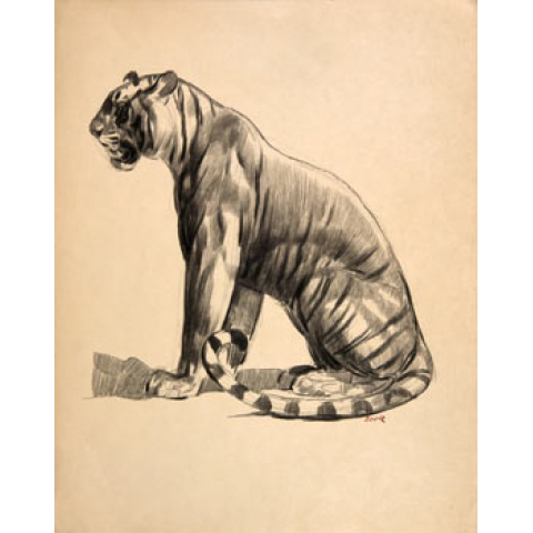 Profil of Tiger sitting, 1925