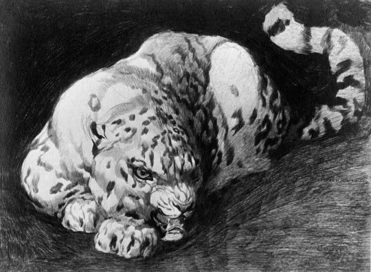 Paul JOUVE (1878-1973) - Léopard des neiges, 1907
