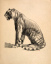 Paul JOUVE (1878-1973) - Profil of Tiger sitting, 1925