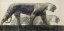 Paul JOUVE (1878-1973) - Deux tigres marchant, vers 1925.