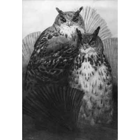 Couple of great horned owls