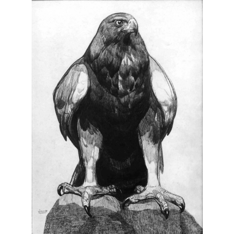 Eagle on a rock