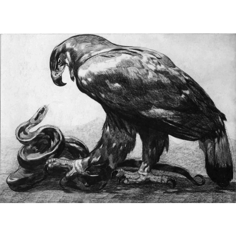 Combat between an eagle and a snake, 1914