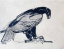 Paul JOUVE (1878-1973) - Profile of eagle , 1905