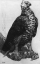 Paul JOUVE (1878-1973) - Warlike Eagle on its prey