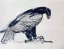 Paul JOUVE (1878-1973) - Aigle de profil, 1905