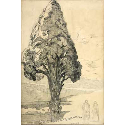 Cypress tree, Salonika, 1916