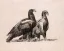 Paul JOUVE (1878-1973) - Deux aigles de profil. 1931.