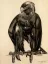 Paul JOUVE (1878-1973) - Aigle à l'aile cassée.1927.